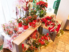 Solefleur - Winter 2016 - Deko- und Blumentrends